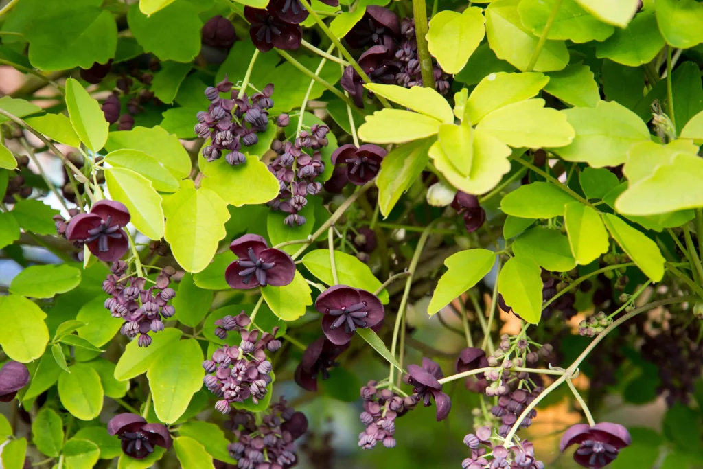 Akebia Pflanze mit Blüten