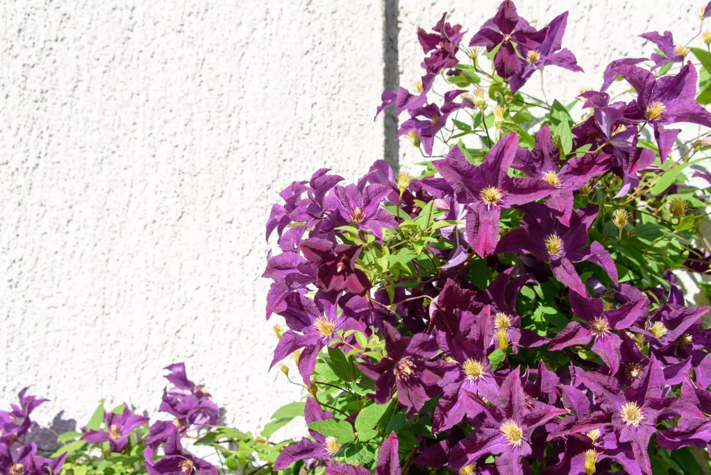 Clematis-Blumen in Lila