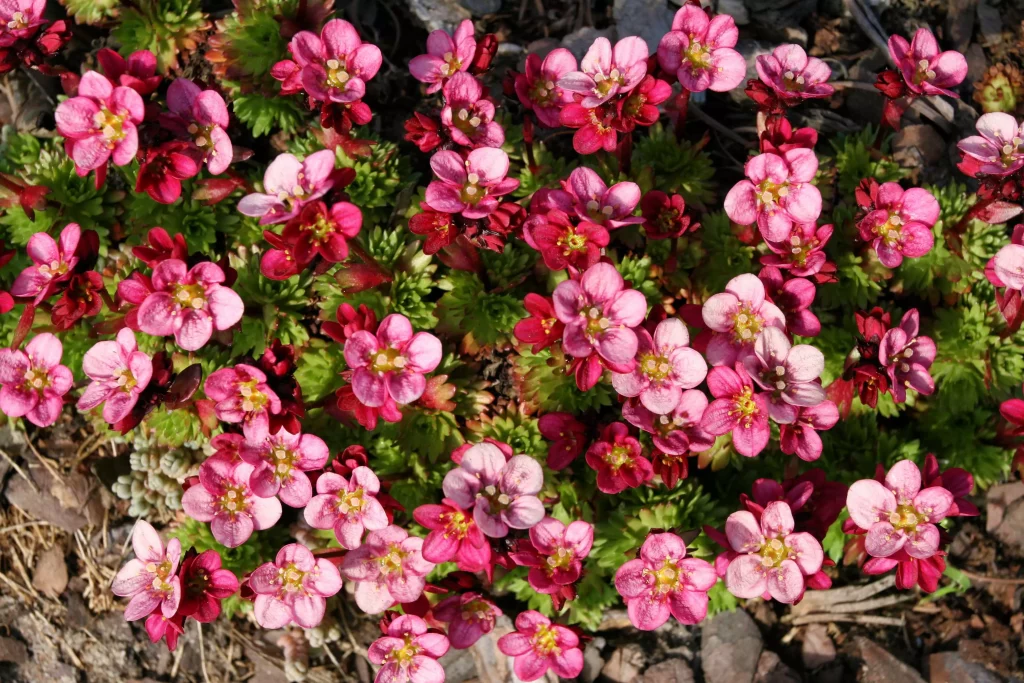 Rote und rosane Steinbrech Blüten