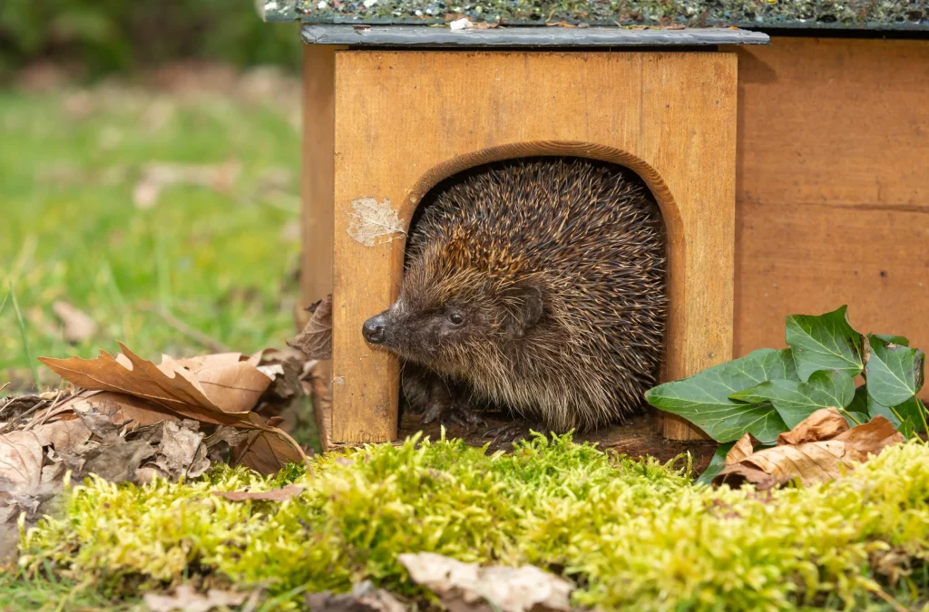 Igel in einem Igelhaus