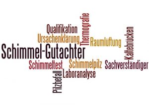 Schimmel Gutachter