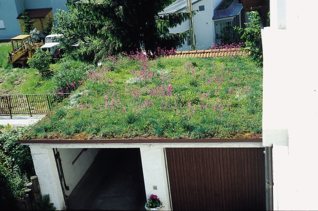 Flachdach einer Garage mit extensiver Dachbegrünung, bewachsen mit Wildblumen und Gräsern.