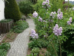 Gepflasterter Gartenweg.