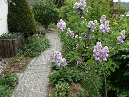 Gepflasterter Gartenweg.