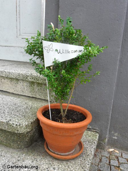 Auch im Winter können Pflanzen bei richtiger Pflege gedeihen! Zunächst gilt es, zu bestimmen, welche Ihrer Kübelpflanzen winterhart sind sind. Anschließend können entsprechende Maßnahmen eingeleitet werden. © Gartenbau.org