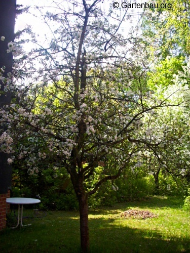 Baumschnitt Wann Muss Welcher Baum Beschnitten Werden