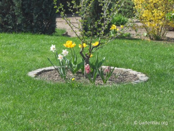 Rundbeet in einer Rasenfläche mit jungem Obstbaum in der Mitte, umgeben von blühenden Tulpen, Narzissen und Hyazinthen.