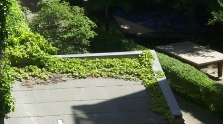 Teilweise begrüntes Flachdach mit Dachpappe und Efeu, umgeben von Gartenanlagen, als Beispiel für naturnahe Dachgestaltung oder Wartungsbedarf.