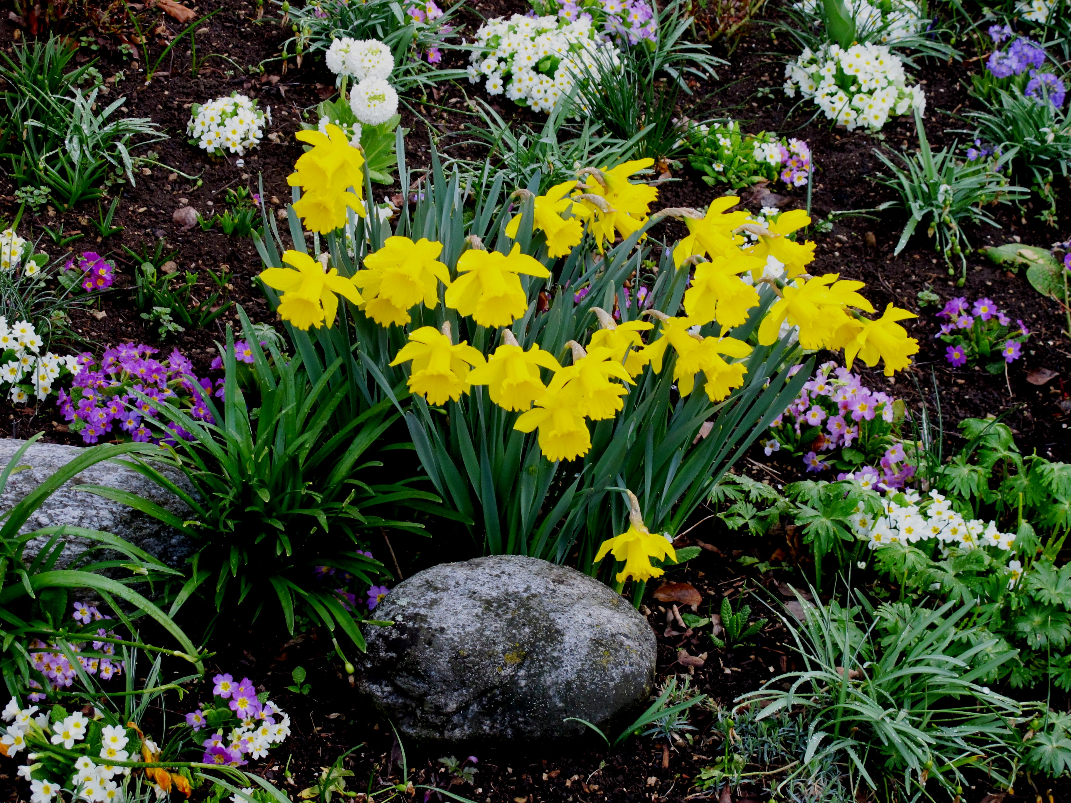 Gartengestaltung Mit Steingarten Steinbeet Co I Gartenbau Org