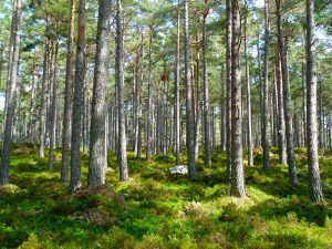 Lichter Nadelwald mit hohen, geraden Kiefernstämmen und dichtem, grünem Waldboden – nachhaltige Holzquelle für ökologisches Bauen.