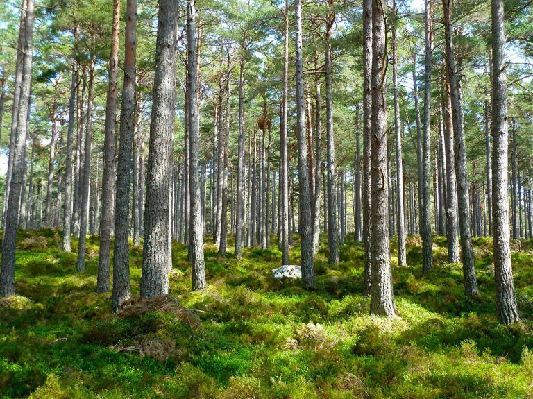Lichter Nadelwald mit hohen, geraden Kiefernstämmen und dichtem, grünem Waldboden – nachhaltige Holzquelle für ökologisches Bauen.