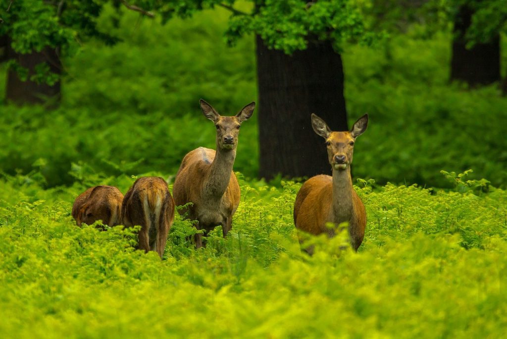 Gruppe von Rehen in einem dichten, grünen Wald – Symbol für eine intakte Natur und nachhaltige Waldwirtschaft.