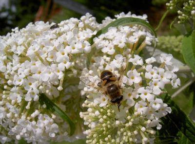 Insekten Im Garten Das Mussen Sie Wissen