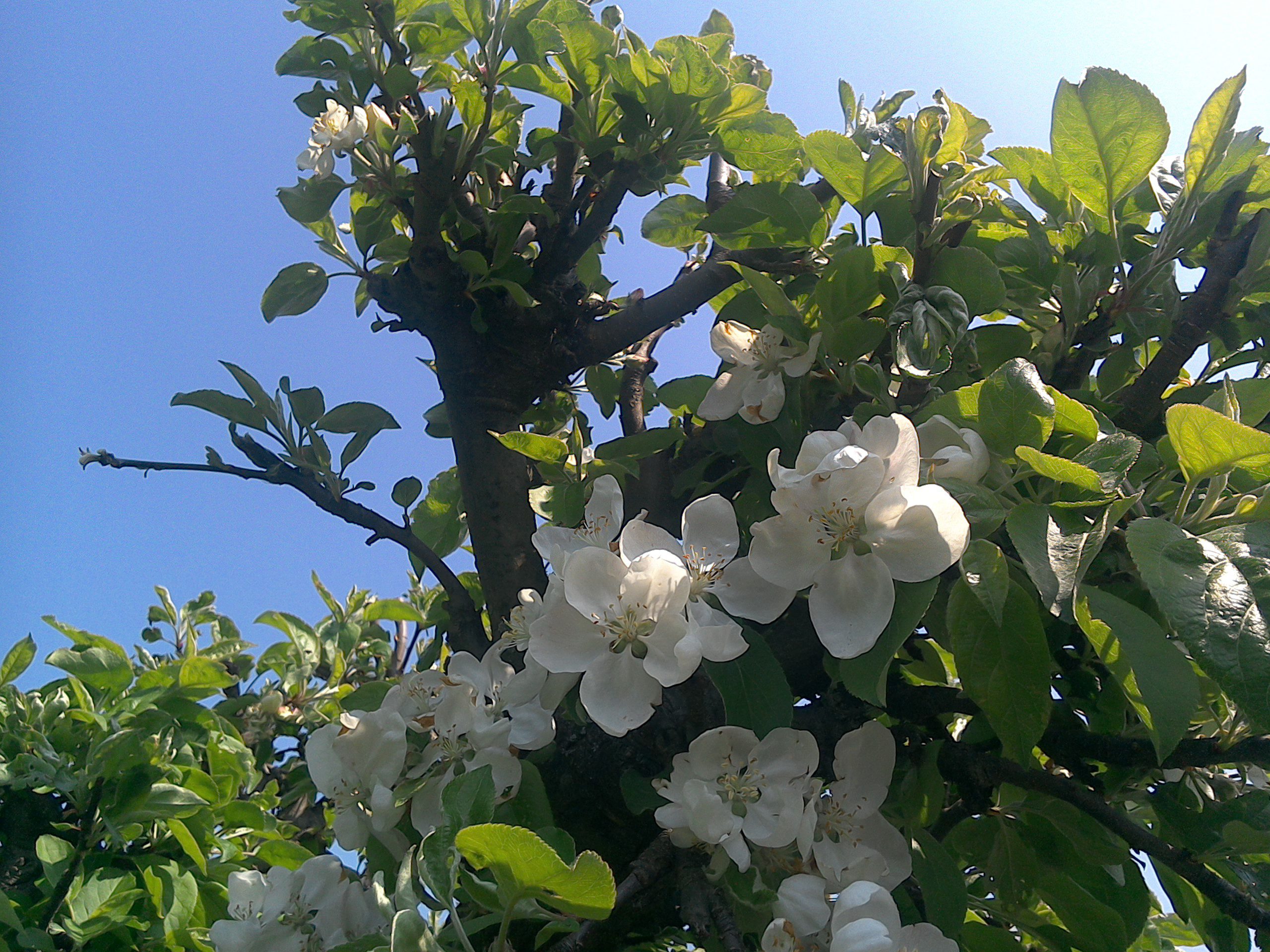 Weiß blühender Apfelbaum (Malus domestica) im Frühling mit frischem Laub vor blauem Himmel.