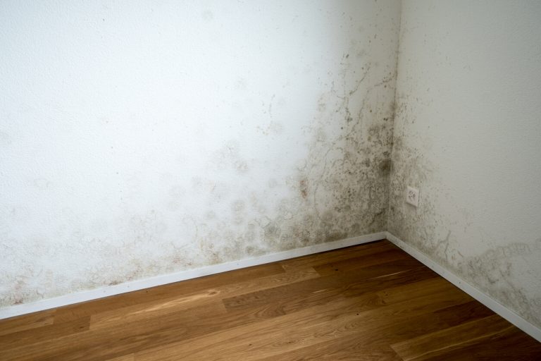 Weiße Wände mit Schimmelbefall in der Ecke eines Raumes. Der Boden ist mit Holzparkett bedeckt und es gibt eine Steckdose an der rechten Wand.