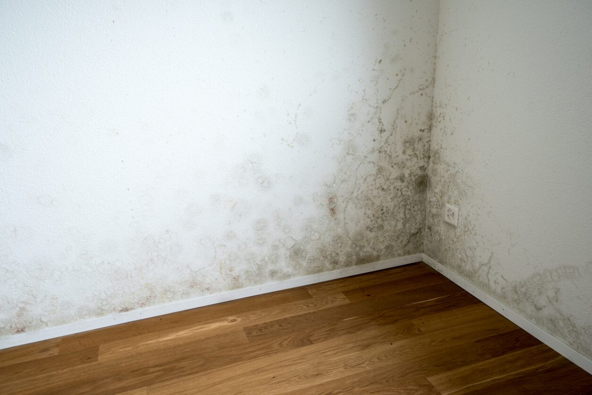 Weiße Wände mit Schimmelbefall in der Ecke eines Raumes. Der Boden ist mit Holzparkett bedeckt und es gibt eine Steckdose an der rechten Wand.