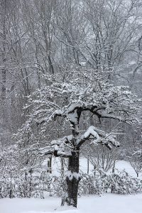 Ein einzelner Baum in einem verschneiten Winterwald. Die Äste sind mit Schnee bedeckt und im Hintergrund sind kahle Bäume zu sehen. Die Szenerie wirkt ruhig und friedlich in einem monochromen Farbschema.