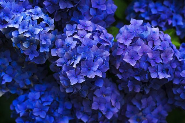 Bild von leuchtend blauen Hortensienblüten in voller Blüte. Die Pflanzen bilden dichte Blütenbüschel mit vielen kleinen, übereinanderliegenden Blütchen. Das kräftige Blau der Blüten hebt sich deutlich vom dunklen Hintergrund ab.