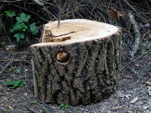 Ein Baumstumpf in einem Wald, umgeben von Ästen und Laub. Der Stumpf zeigt eine helle Schnittfläche, die auf kürzlichen Holzeinschlag hindeutet. Die Rinde ist rau, und im Hintergrund sind grüne Blätter zu sehen.