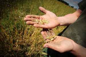 Zwei Hände in Nahaufnahme halten Körner oder Samen über einem Feld mit reifendem Getreide. Die Hände sind leicht verschmutzt, was auf landwirtschaftliche Arbeit hindeutet. Der Hintergrund zeigt ein Weizenfeld unter klarem Himmel.