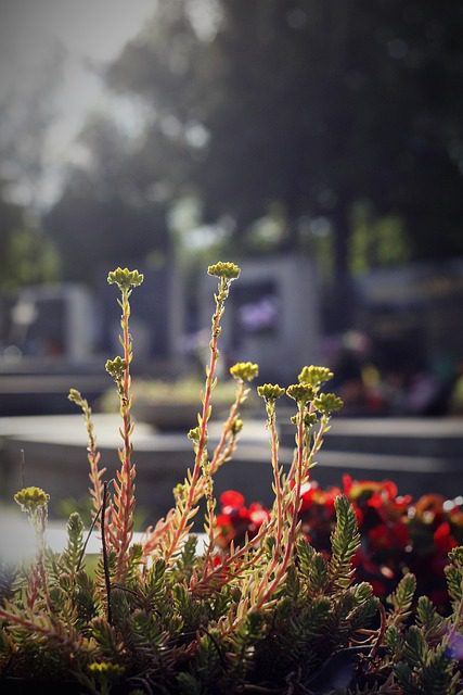 Pflanzen mit kleinen gelben Blüten und roten Stängeln im Vordergrund, unscharfer Hintergrund mit Grabsteinen und roten Blumen. Sanftes, diffuses Sonnenlicht beleuchtet die Szene und schafft eine ruhige und friedliche Atmosphäre auf dem Friedhof.