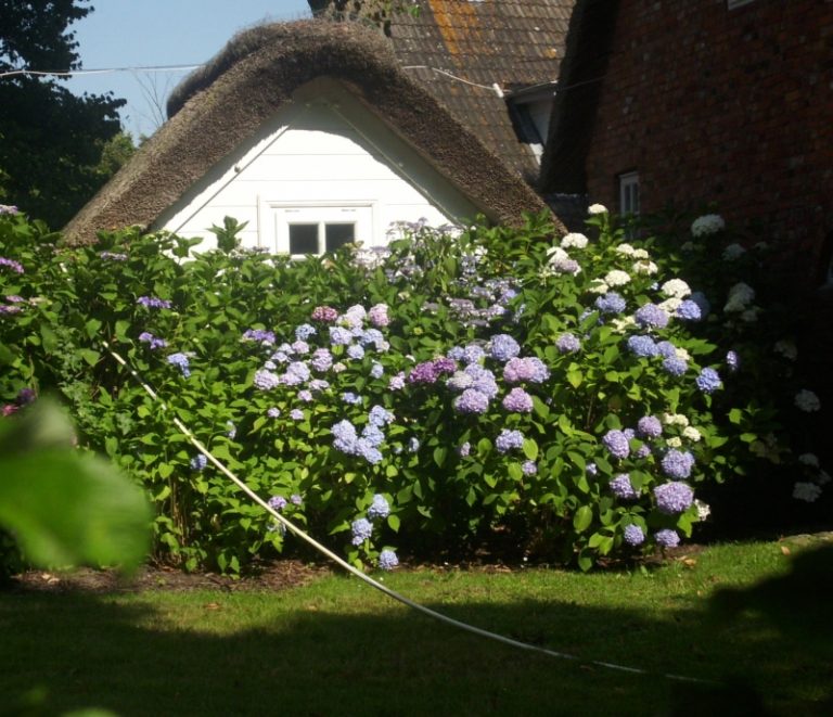Ein kleines Haus mit einem Strohdach steht hinter einer Hecke voller blühender Hortensien in Lila, Weiß und Blau. Im Vordergrund verläuft ein Gartenschlauch über den gepflegten Rasen. Der Himmel ist klar und sonnig.