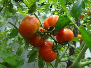 Reife rote Tomaten hängen an einem kräftigen Tomatenstrauch mit grünen Blättern, bereit zur Ernte im Garten oder Gewächshaus.