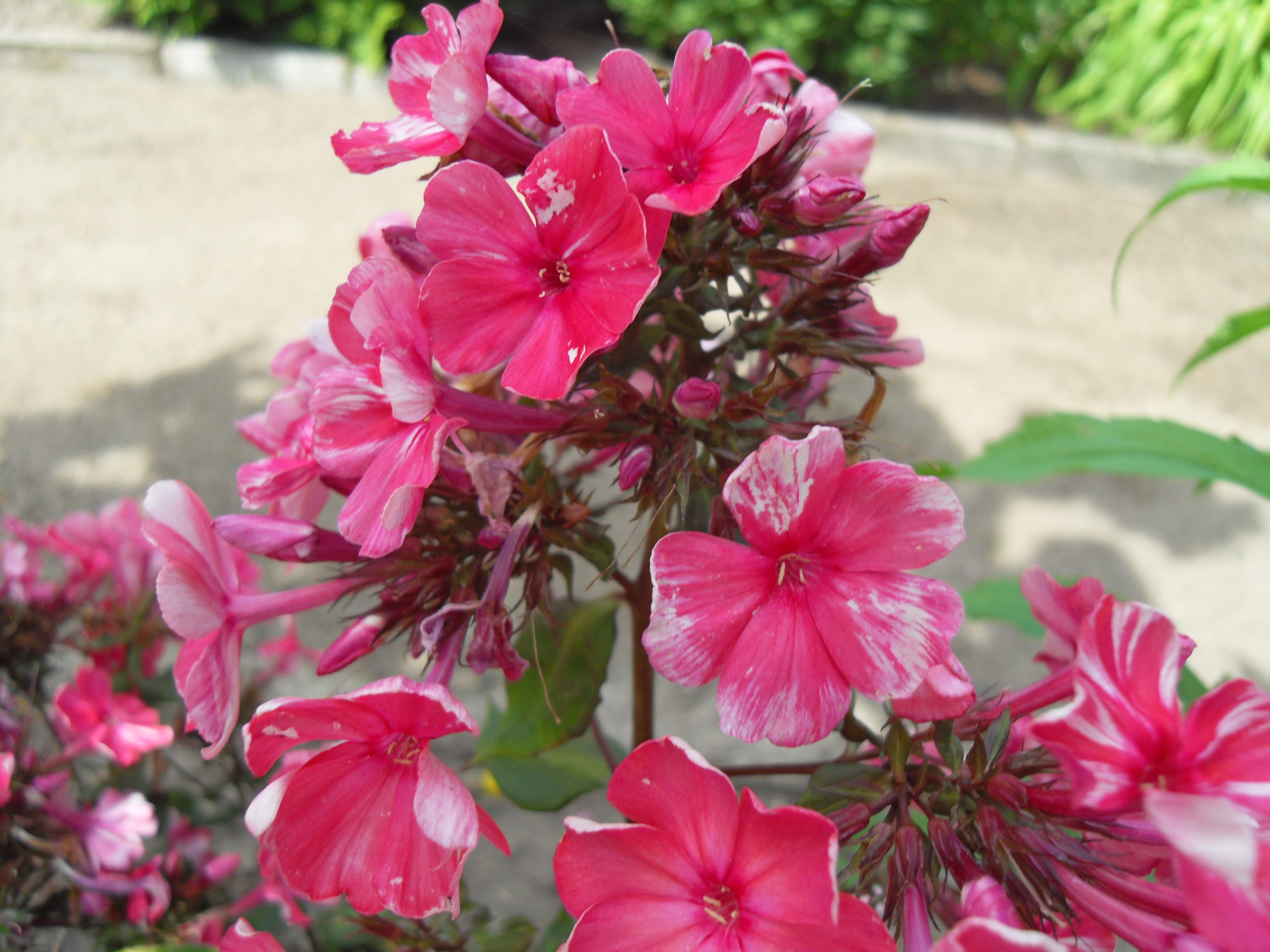 Leuchtend pinke Flammenblumen (Phlox) mit weißen Sprenkeln blühen in einer Gartenrabatte an einem sonnigen Tag.