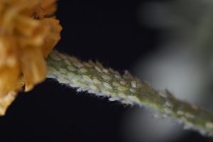 Nahaufnahme eines Pflanzenstängels mit vielen kleinen, weißen Blattläusen darauf. Der Hintergrund ist dunkel gehalten, was die Details der Insekten und des Stängels hervorhebt. Links im Bild sind gelbe Blütenblätter zu sehen.