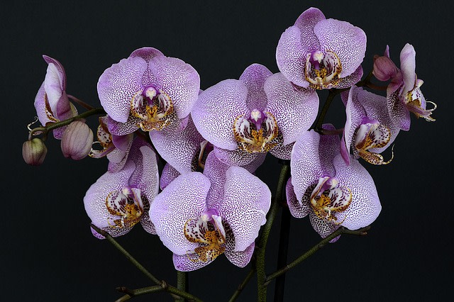 Mehrere violette Orchideenblüten mit weißen Punkten und gelben Details vor einem dunklen Hintergrund. Die Blüten sind reichlich und dicht aneinander gewachsen, wobei einige Knospen noch geschlossen sind.