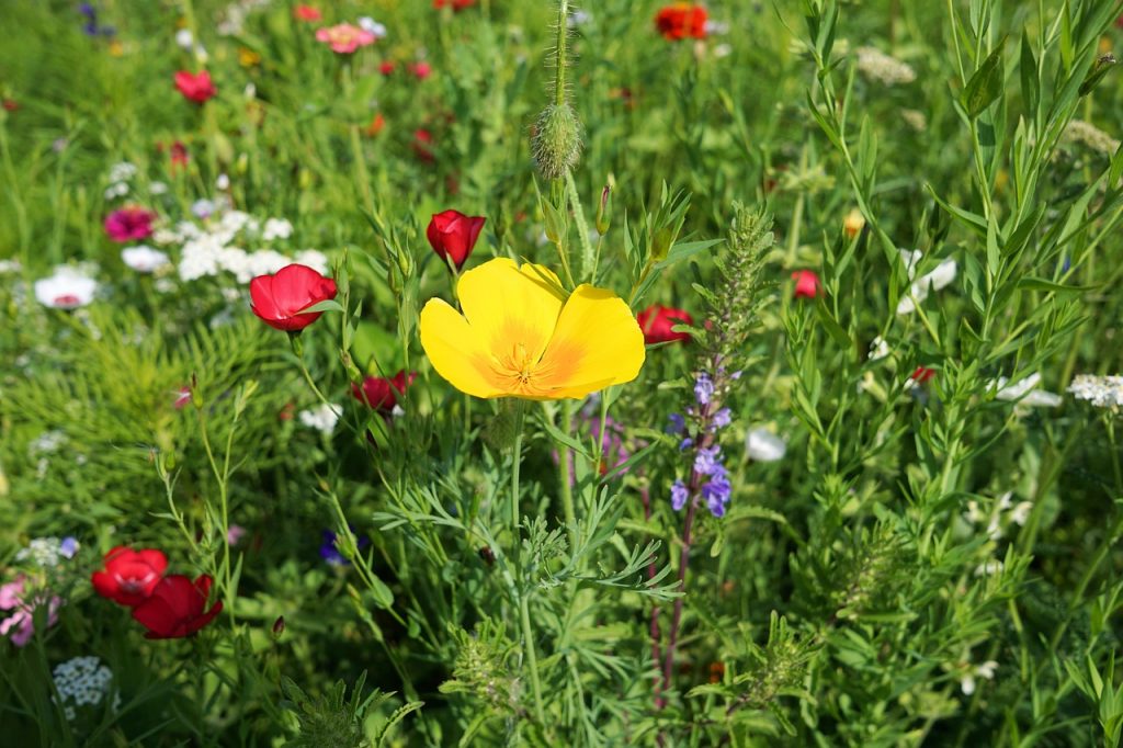 Naturgarten Anlegen So Schaffen Sie Einen Bunte Umweltfreundliche Grunflache