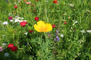 Blumen auf einer Wiese