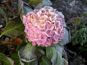 Nahaufnahme einer rosa Hortensienblüte mit Raureif bedeckt, umgeben von angefrorenen Blättern im herbstlich-winterlichen Garten.