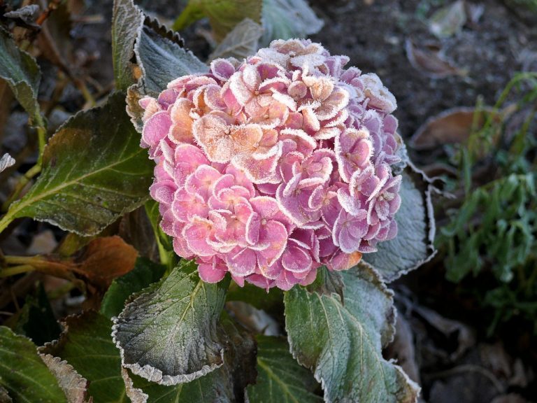 Nahaufnahme einer rosa Hortensienblüte mit Raureif bedeckt, umgeben von angefrorenen Blättern im herbstlich-winterlichen Garten.