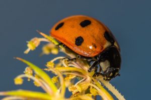Ein Marienkäfer mit roten Flügeldecken und schwarzen Punkten krabbelt auf einer Pflanze mit unscharfem Hintergrund. Die Detailansicht zeigt die Struktur des Käfers und der Pflanze in leuchtenden Farben.