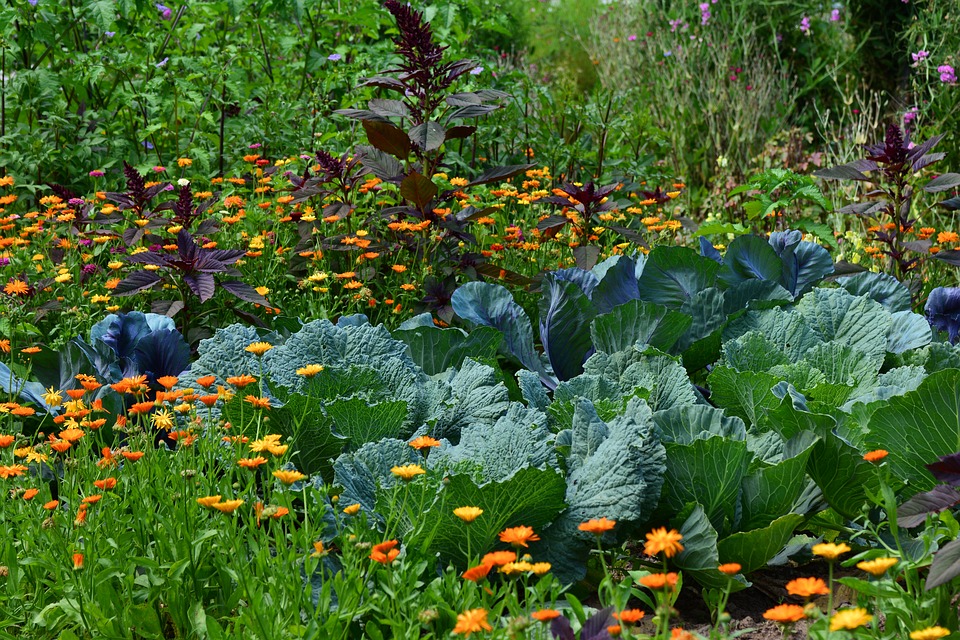 Permakulturen Fur Den Garten Vorteile Varianten Tipps