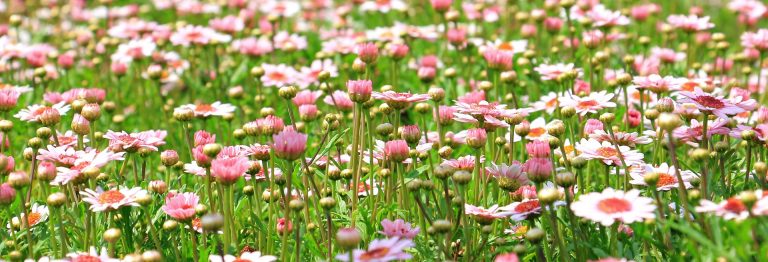 Blühende Wiese mit zahlreichen rosa-weißen Margeriten (Argyranthemum) an einem sonnigen Frühlingstag.
