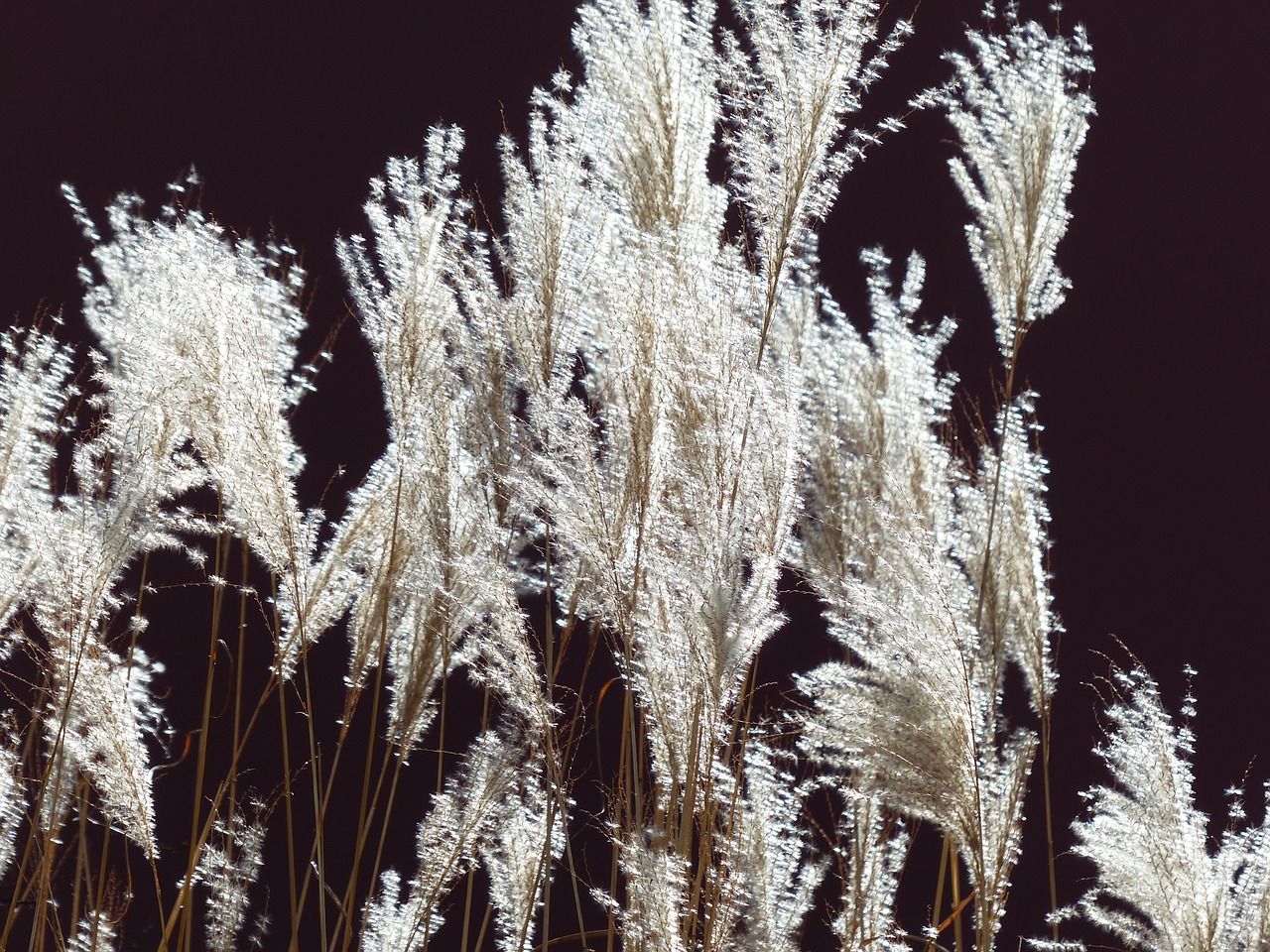 Silbrig glänzende Wedel des Pampasgrases (Cortaderia selloana) im Sonnenlicht vor dunklem Hintergrund.
