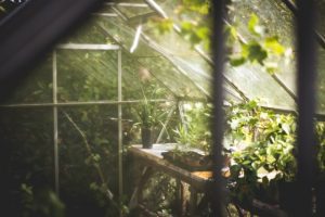 Gewächshaus mit Pflanzen in einem Garten.