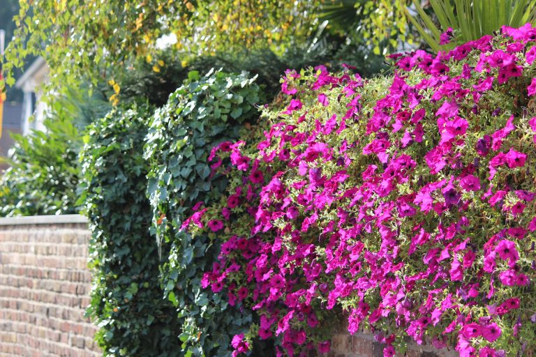Blühende pinke Petunien und grüner Efeu bedecken eine Gartenmauer in einem sonnigen Wohngebiet.