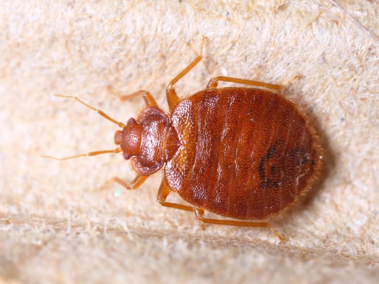 Makroaufnahme einer rötlich-braunen Bettwanze (Cimex lectularius) in der Draufsicht auf einem hellen, strukturierten Untergrund. Der flache, ovale Körper mit seinen Segmenten, die kurzen Beine und die Fühler sind im Detail erkennbar.