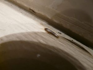 Ein Silberfischchen auf einem weißen Untergrund in der Nähe einer Wand. Das Insekt hat einen langen, schmalen Körper mit zwei Antennen. Die Umgebung ist in sanften Brauntönen gehalten und zeigt leichte Schatten.