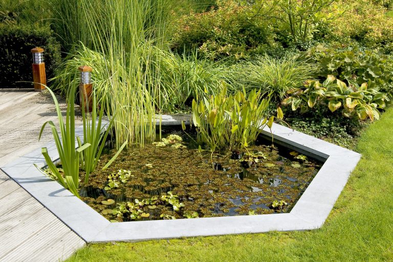 Moderner sechseckiger Beton-Gartenteich mit klarer Teichumrandung aus Steinplatten, bepflanzt mit Sumpf- und Flachwasserpflanzen wie Schilf und Rohrkolben, eingebettet in einen gepflegten Garten mit Rasen und Stauden.
