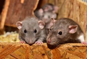 Ratten gehören nicht zu den beliebtesten Nagetieren.