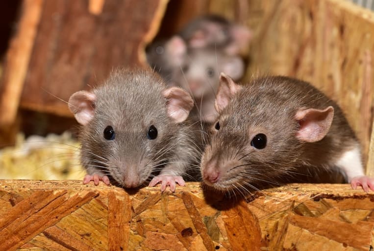 Rattenbekämpfung in Haus und Garten: Varianten – Kosten – Tipps!