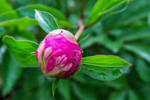 Nahaufnahme einer rosa Pfingstrosenknospe mit mehreren Ameisen auf der Blüte, umgeben von grünen Blättern im Garten.