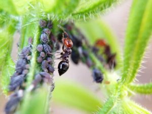 Ameisen an einem wilden Wein