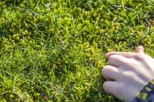 Nahaufnahme einer Hand, die Moos im Rasen berührt – deutlicher Moosbefall zwischen den Grashalmen im Garten.