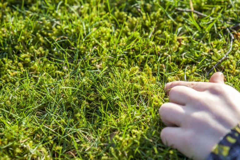 Nahaufnahme einer Hand, die Moos im Rasen berührt – deutlicher Moosbefall zwischen den Grashalmen im Garten.