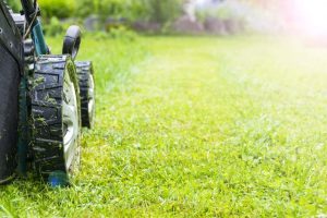 Rasenmäher fährt beim Rasenmähen über eine gepflegte grüne Rasenfläche im Garten.